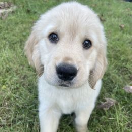 Purple Girl - Light golden female Golden Retriever puppy in Lynchburg, Virginia from Robinson Goldens