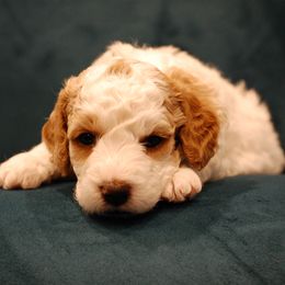 Poodle Puppies from Reuter Clan Poodles