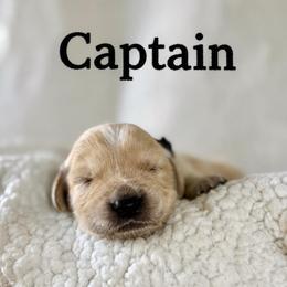 Captain - Golden male Golden Retriever puppy in San Bernardino, California from Thegoldendreams1