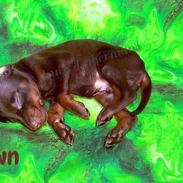 Brown collar - Red and rust male Doberman Pinscher puppy in Louisville, Kentucky from Ruiz Dobermans