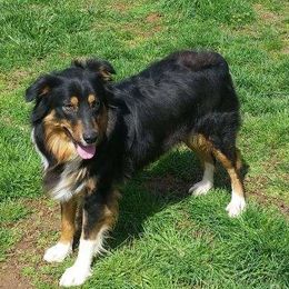 Australian Shepherds from Owl Creek Aussies