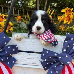Panday - Black white and tan male English Springer Spaniel puppy in Cookeville, Tennessee from Krossroads Kennel