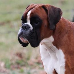 Boxer puppies from Rorschach Boxers