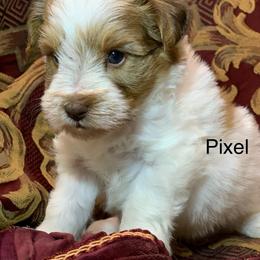 Pixel - Parti male Miniature Schnauzer puppy in Kentucky from Mrs Bs Teeny Schnauzers & Doodles