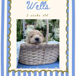 Wells- Green - Apricot male Goldendoodle puppy in Carlton, Minnesota from Lakeside Doodles MN
