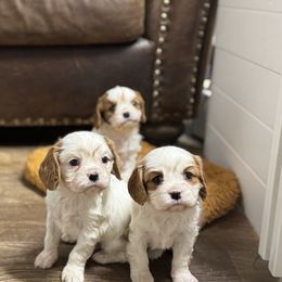 Latte - Blenheim male Cavalier King Charles Spaniel puppy in Payette, Idaho from Stonewick Retrievers