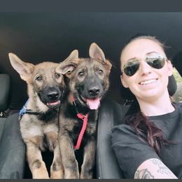 German Shepherd Puppies from Royalty German Shepherds