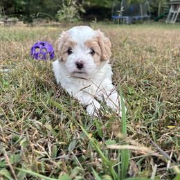 Cavapoo puppies from Christian Cavapoos