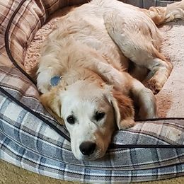 Hooligan - Golden Retriever