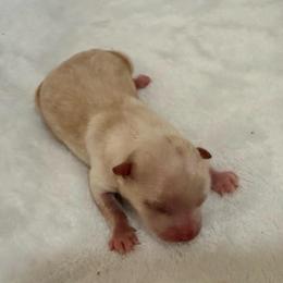Johnny - Cream male Pomeranian puppy in Seneca, Missouri from Stephanie’s Puppy Colony