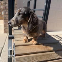 Blue And Tan Longhair Female, AKC - Blue and tan female Dachshund puppy in El Paso, Texas from IVK9's Dachshunds