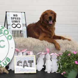Bernese Mountain Dog and Golden Retriever All Grown Up from Langlois Goldens & Berners