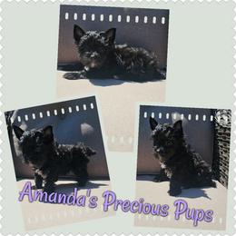 Jetta - Black and tan female Yorkshire Terrier puppy in Wartburg, Tennessee from Amanda's Precious Pups