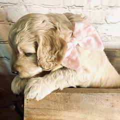 Double Doodle Puppies from North Texas Golden Mountain Doodles