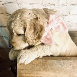 Double Doodle Puppies from North Texas Golden Mountain Doodles