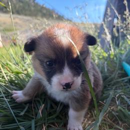 Peachy - Sable and white female American Corgi puppy in Tonasket, Washington from Highland corgis