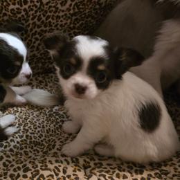 Princess - Silver and white female Chihuahua puppy in Amity, Pennsylvania from Baxters Chihuahuas