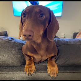 Judical - Dachshund