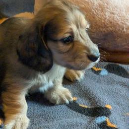 Abbott - Sable male Dachshund puppy in South Point, Ohio from Snuggle Bunny Dachshunds