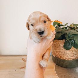 Howdy - Golden male Golden Retriever puppy in Forest Hill, Texas from Gillit Family Goldens of NTX
