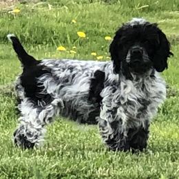 Piper - Cocker Spaniel