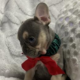 Parker - Blue male French Bulldog puppy in Peru, Indiana from Angie's Little Bostons And Frenchies