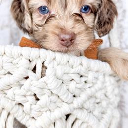 Thor - Merle male Cockapoo puppy in Otisville, Michigan from Danie’s Darling Doodles LLC