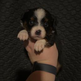 Paisley - Black tri female Miniature Australian Shepherd puppy in Liberty, Mississippi from Liberty Oaks Aussies and Dachshunds