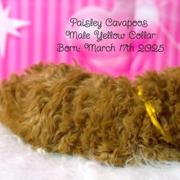 Cavapoo Puppies from Paisley Cavapoos