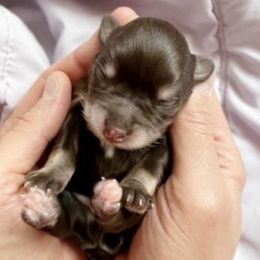 Miniature Schnauzer Puppies from Los Angeles Miniature Schnauzers