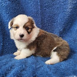 Mick - Sable male Pembroke Welsh Corgi puppy in Castle Rock, Washington from Heckman Corgis