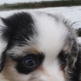 Miniature Australian Shepherds and Toy Australian Shepherds from Burnett Aussies