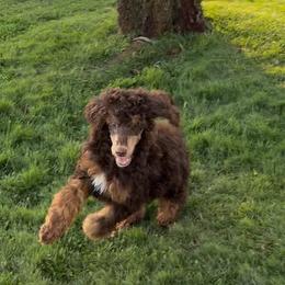 Cranberry Wisp - Phantom female Poodle puppy in Corona, California from Garden Of Poodles