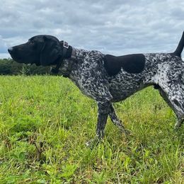German Shorthaired Pointers from Pine Barrens GSPs