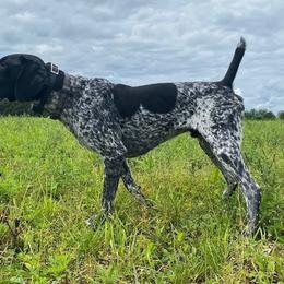 German Shorthaired Pointers from Pine Barrens GSPs