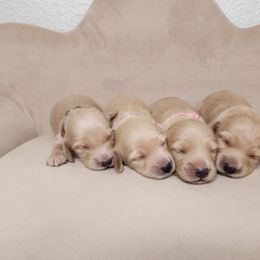 Dachshund Puppies from Pretty Little Dachshunds