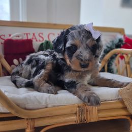 Noel - Blue merle female Bernedoodle puppy in North Royalton, Ohio from Johnson's Doodles
