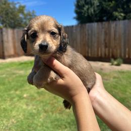 Ollie - Sable male Dachshund puppy in Modesto, California from Raws Doxies