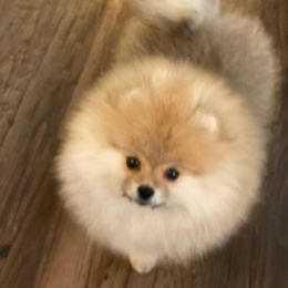 Pomeranian Puppies from Pardi Poms