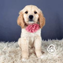 Wendy - Cream female Companion Cross puppy in Utah County, Utah from Big Hearted Breeders