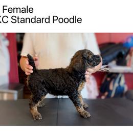 Girl 2 - Sable female Poodle puppy in Houston, Texas from CMJ Kennels