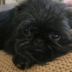 Blackberry - Brussels Griffon