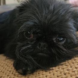 Blackberry - Brussels Griffon