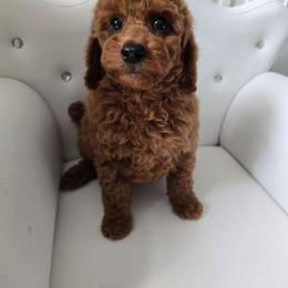 Toph - Red  male Poodle puppy in Washington from Mt.BakerPoodles&Doodles