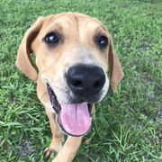 Black Mouth Cur, Dogo Argentino, and Miniature American Shepherd Puppies from Assemble