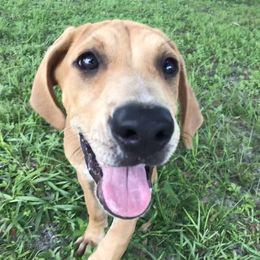 Black Mouth Cur, Dogo Argentino, and Miniature American Shepherd Puppies from Assemble