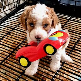 Cavapoo Puppies from Cedar Sprout Puppies