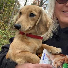 Mango - Dachshund