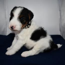 Dexter - White black and tan male Wire Fox Terrier puppy in Draper, Virginia from Shady Oaks WFT