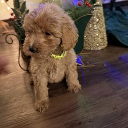 Light green - Cream female Goldendoodle puppy in Kileen, Texas from Cooper Goldendoodle